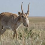 Ucraina raportează distrugerea a 25% din biodiversitate în urma agresiunii ruse. Zece parcuri naționale s-au închis