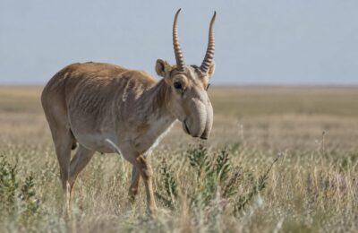 Ucraina raportează distrugerea a 25% din biodiversitate în urma agresiunii ruse. Zece parcuri naționale s-au închis