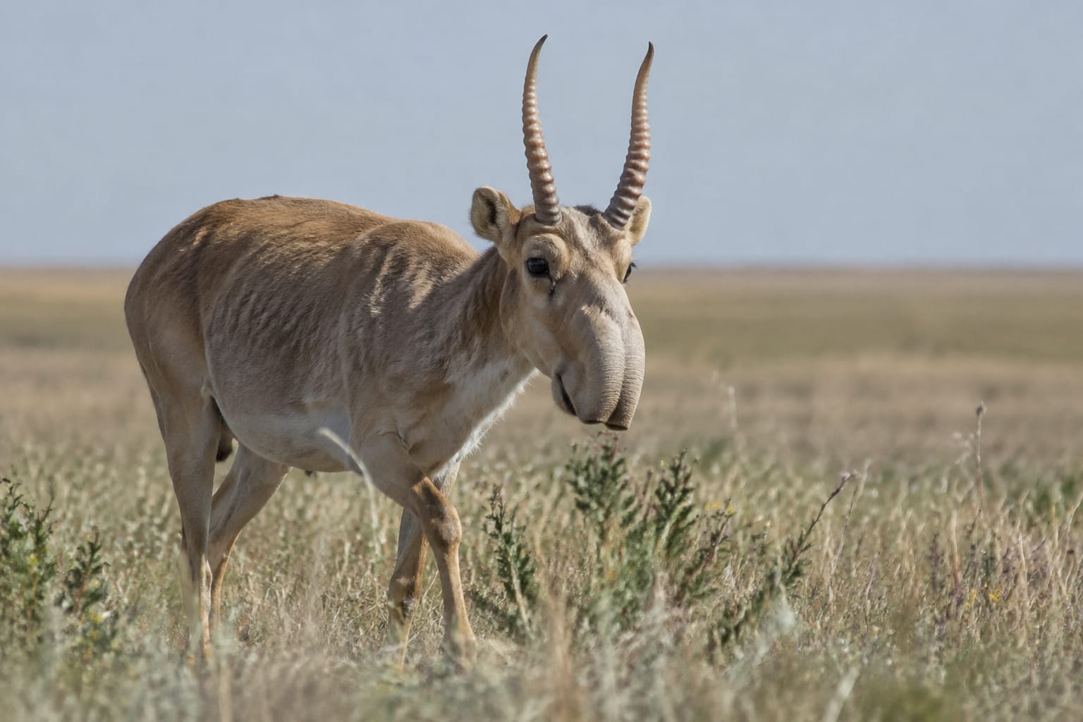 Antilopă saiga în rezervația Askania-Nova